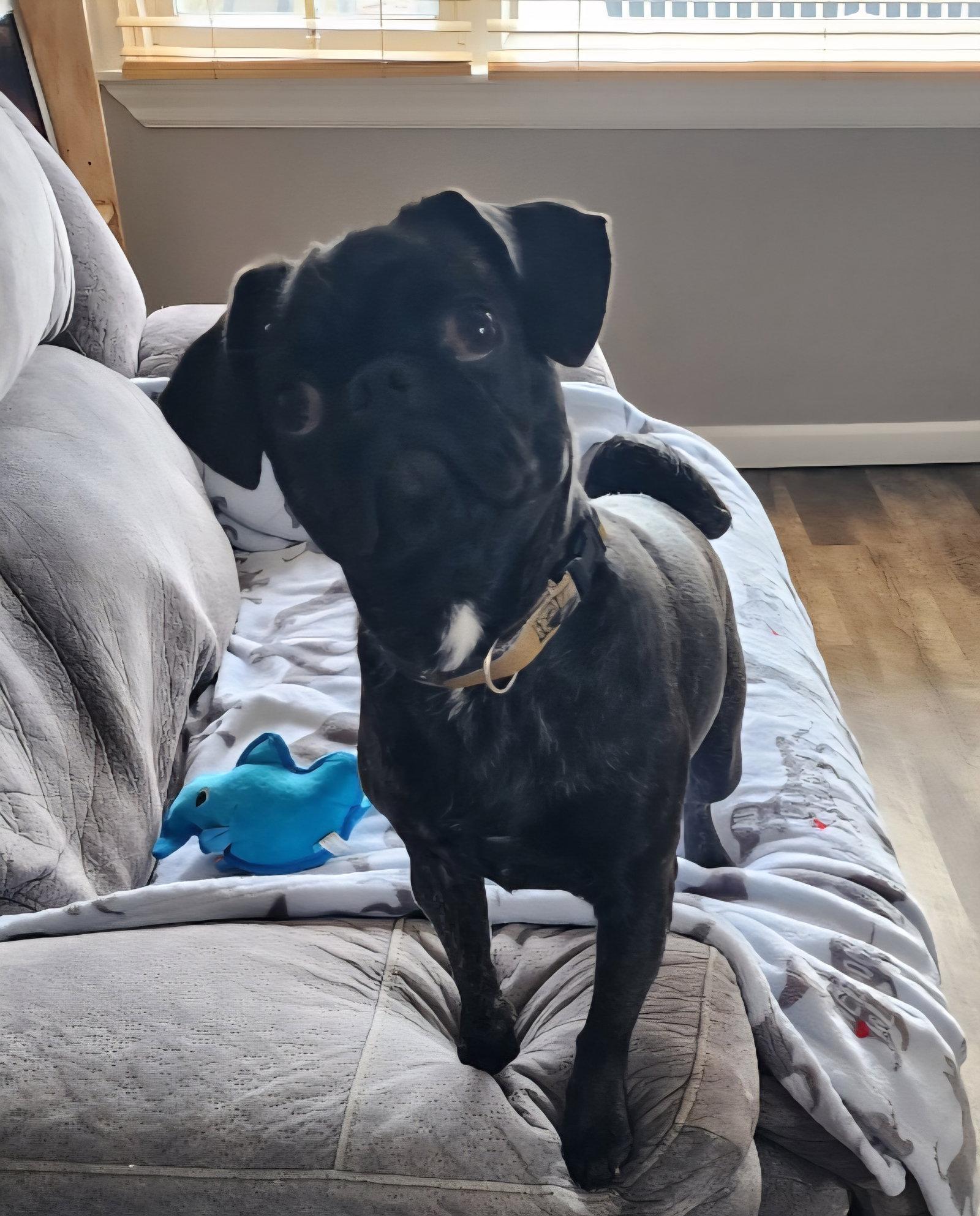 Enlarge Sissy, a Adoptable Pug in Dublin, OH image 3/3