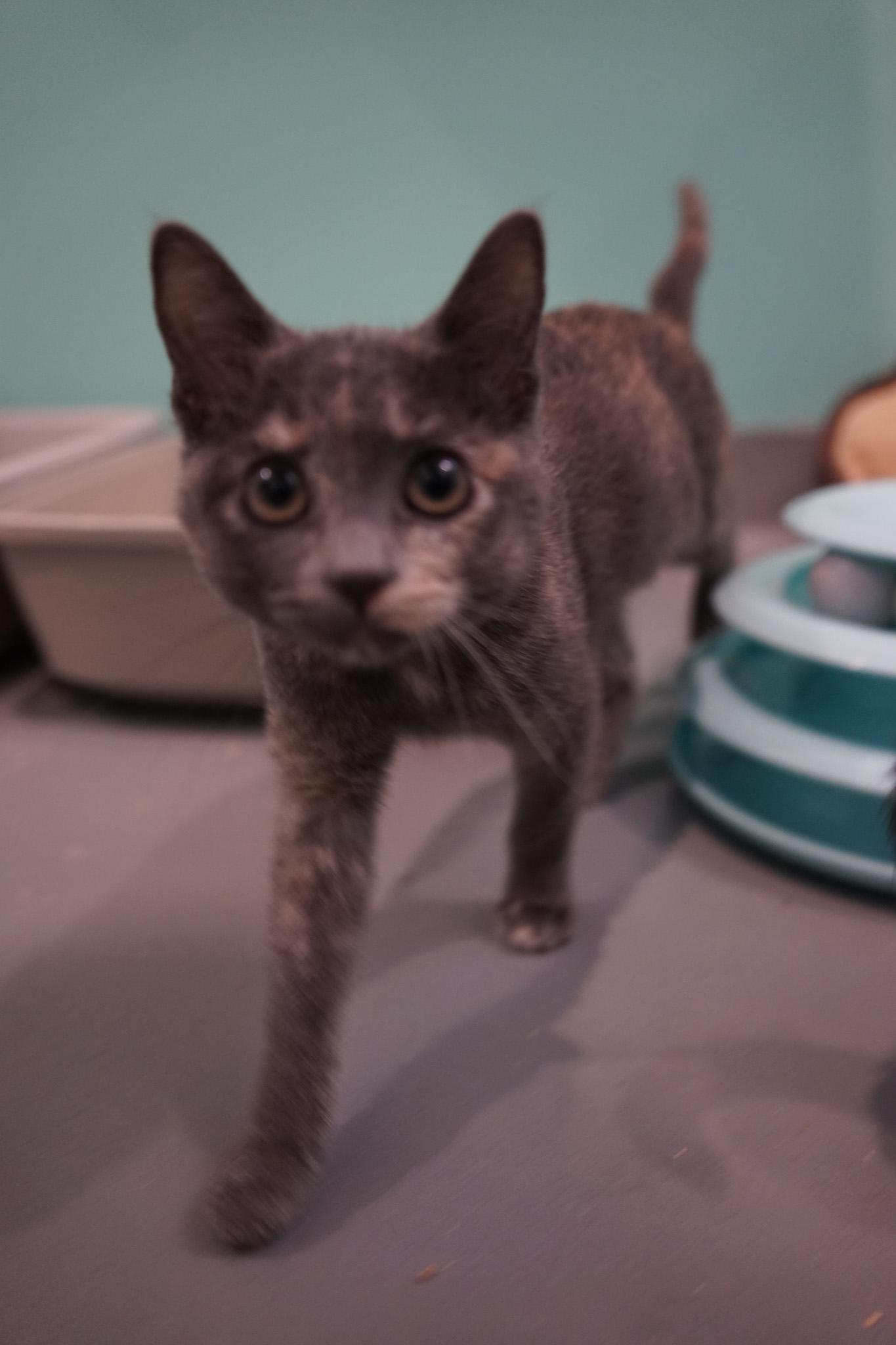 Enlarge Sassafras, a Adoptable Domestic Short Hair in Jackson, WY image 1/3