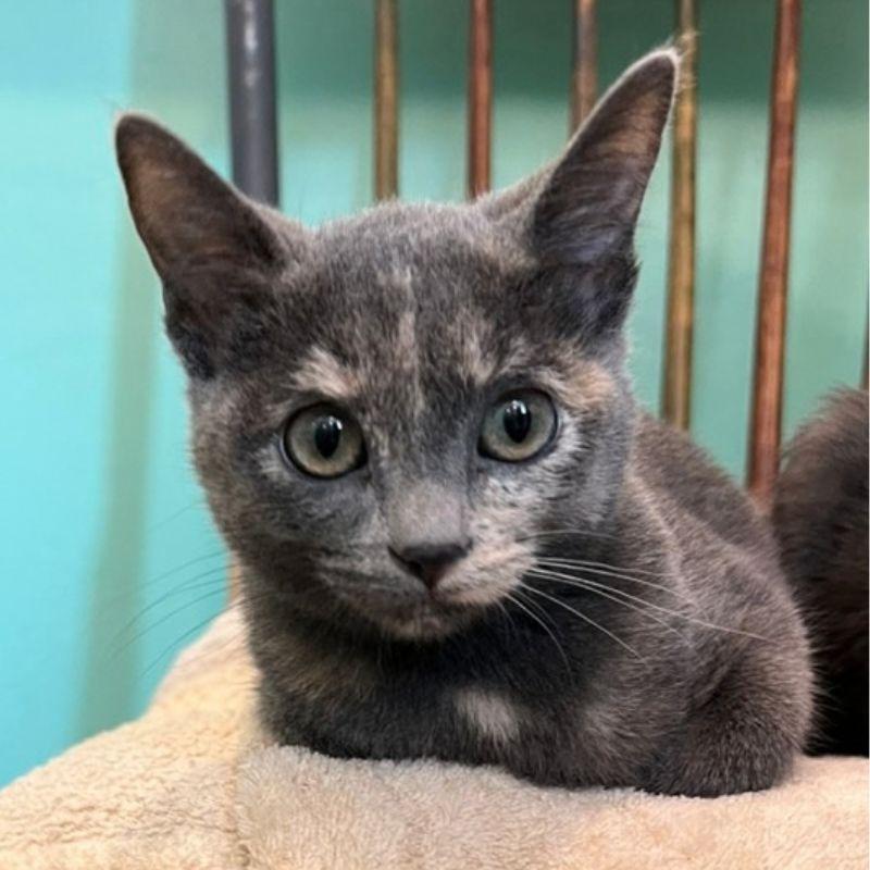 Enlarge Sassafras, a Adoptable Domestic Short Hair in Jackson, WY image 5/5