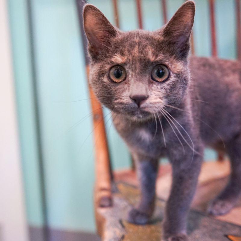 Enlarge Sassafras, a Adoptable Domestic Short Hair in Jackson, WY image 2/5