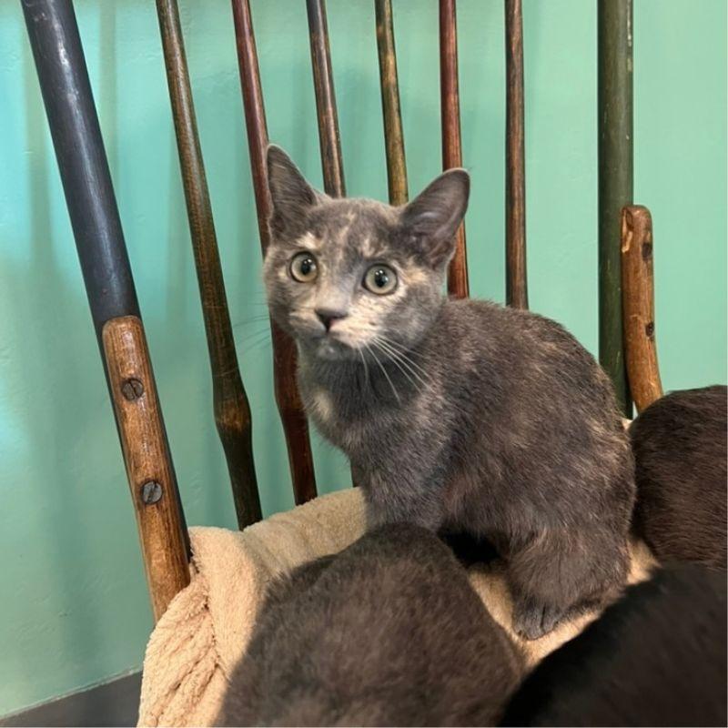 Enlarge Sassafras, a Adoptable Domestic Short Hair in Jackson, WY image 3/5