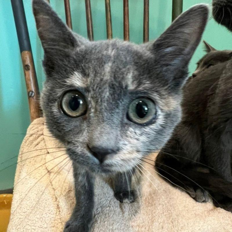 Enlarge Sassafras, a Adoptable Domestic Short Hair in Jackson, WY image 4/5