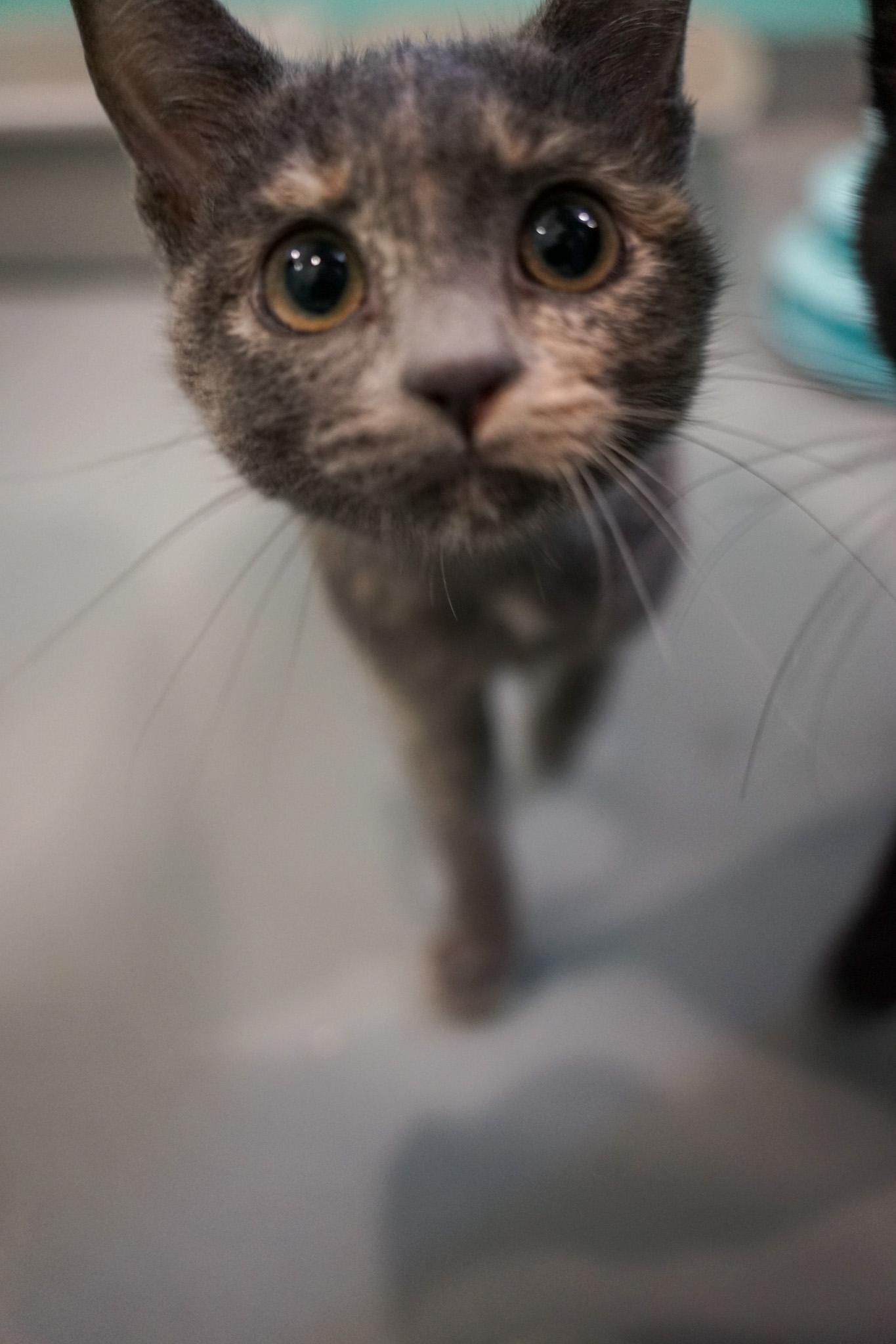 Enlarge Sassafras, a Adoptable Domestic Short Hair in Jackson, WY image 2/3