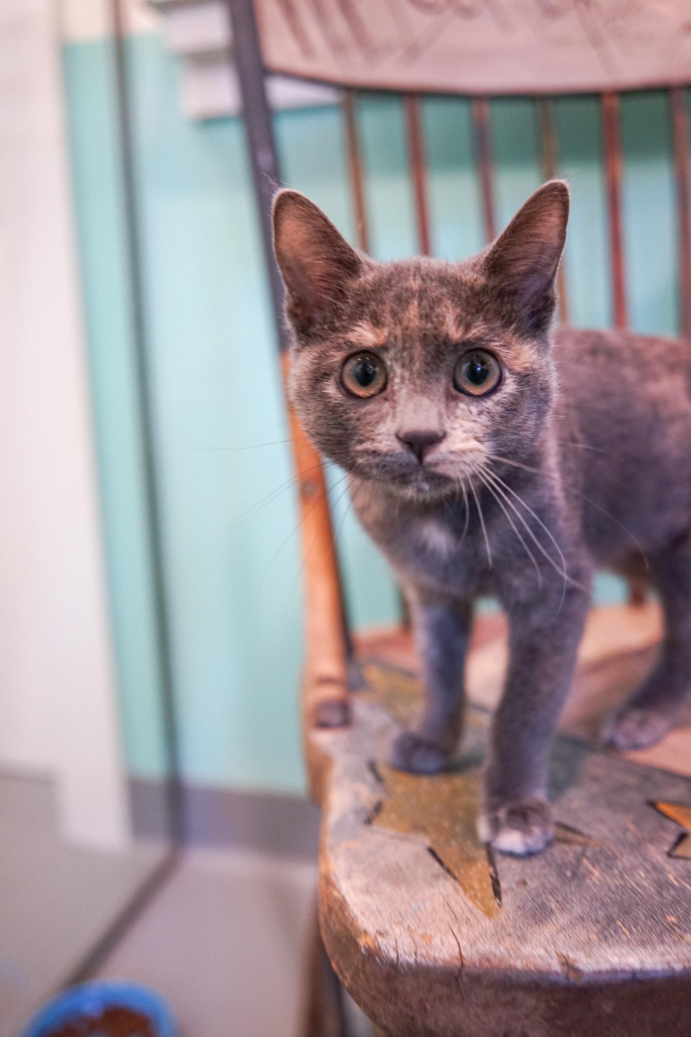 Enlarge Sassafras, a Adoptable Domestic Short Hair in Jackson, WY image 3/3