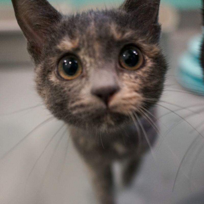 Enlarge Sassafras, a Adoptable Domestic Short Hair in Jackson, WY image 1/5