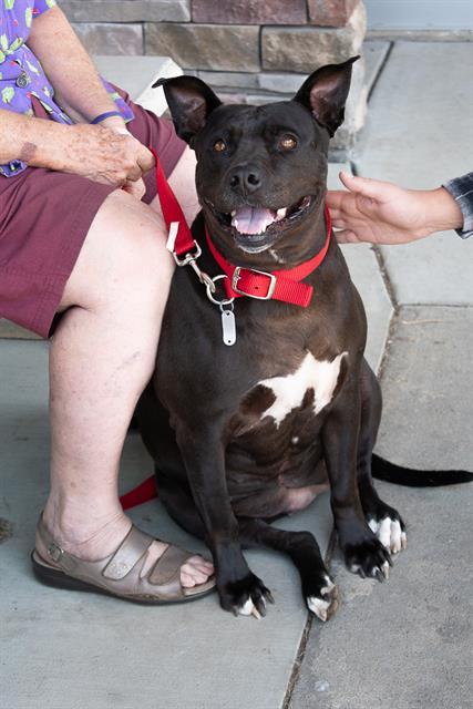 NONA, Adoptable, Adult Female Terrier.
