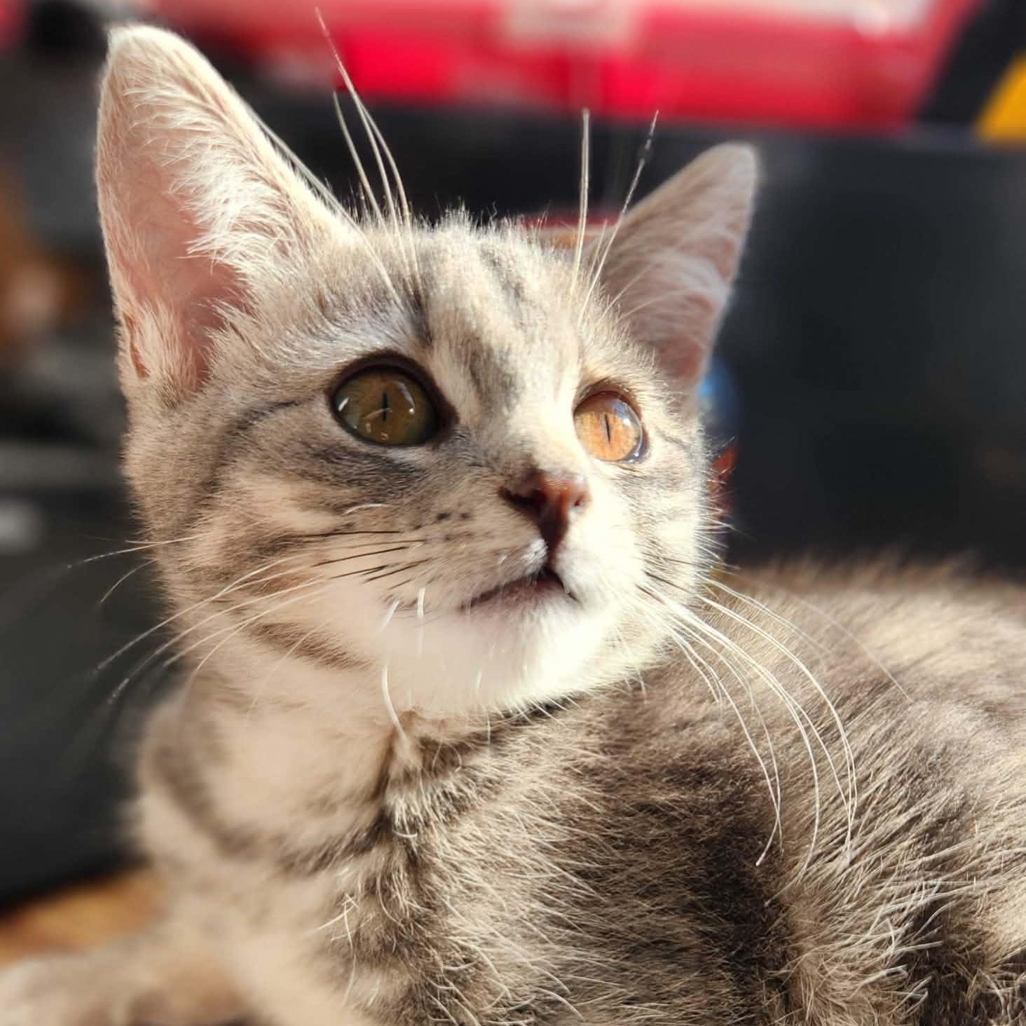 Slate, a ADOPTABLE Domestic Short Hair in Wakefield, QC image 3/4