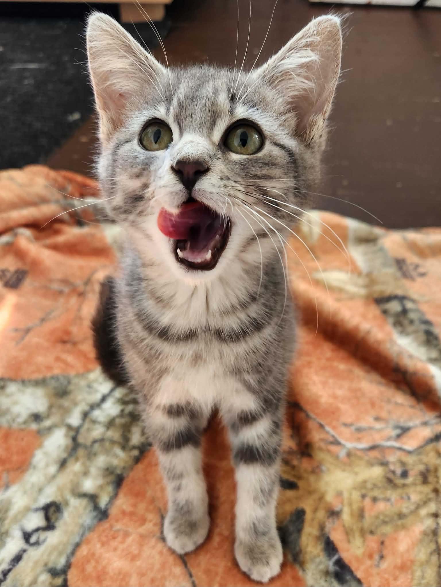 Slate, ADOPTABLE, Kitten Female Domestic Short Hair.
