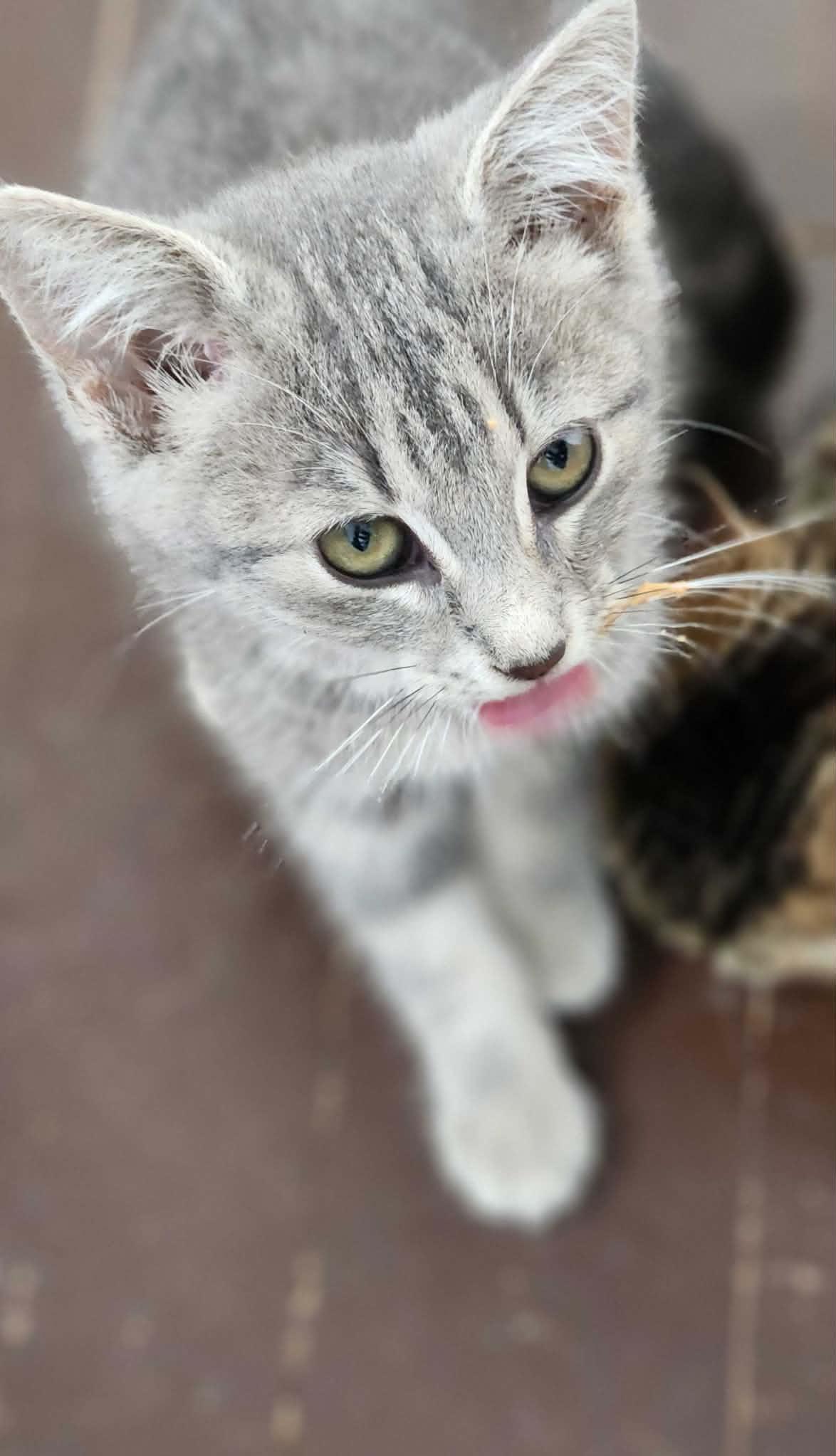 Slate, a ADOPTABLE Domestic Short Hair in Wakefield, QC image 2/4