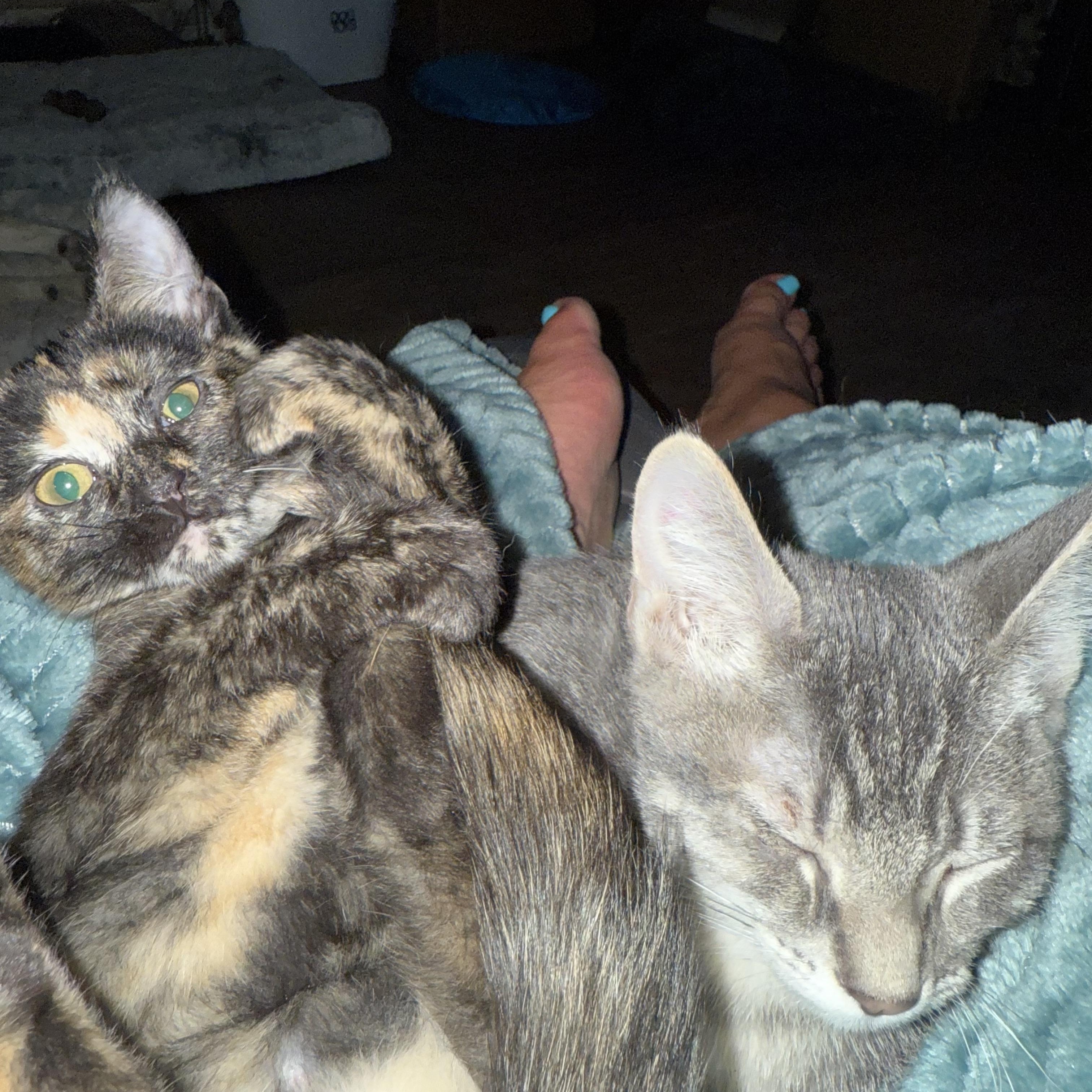 Clementine photo 4
