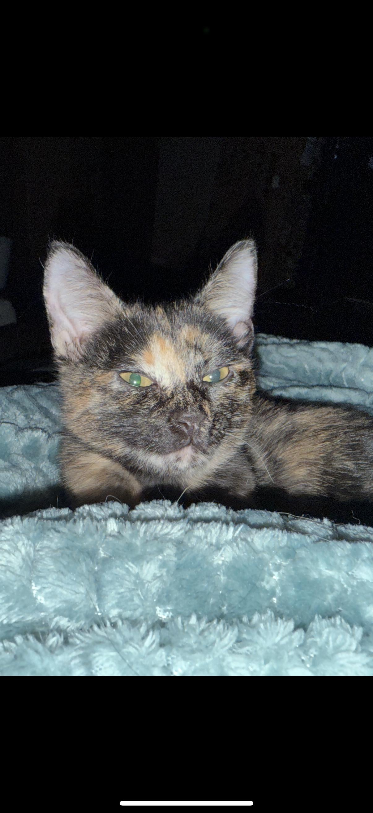 Clementine photo 5