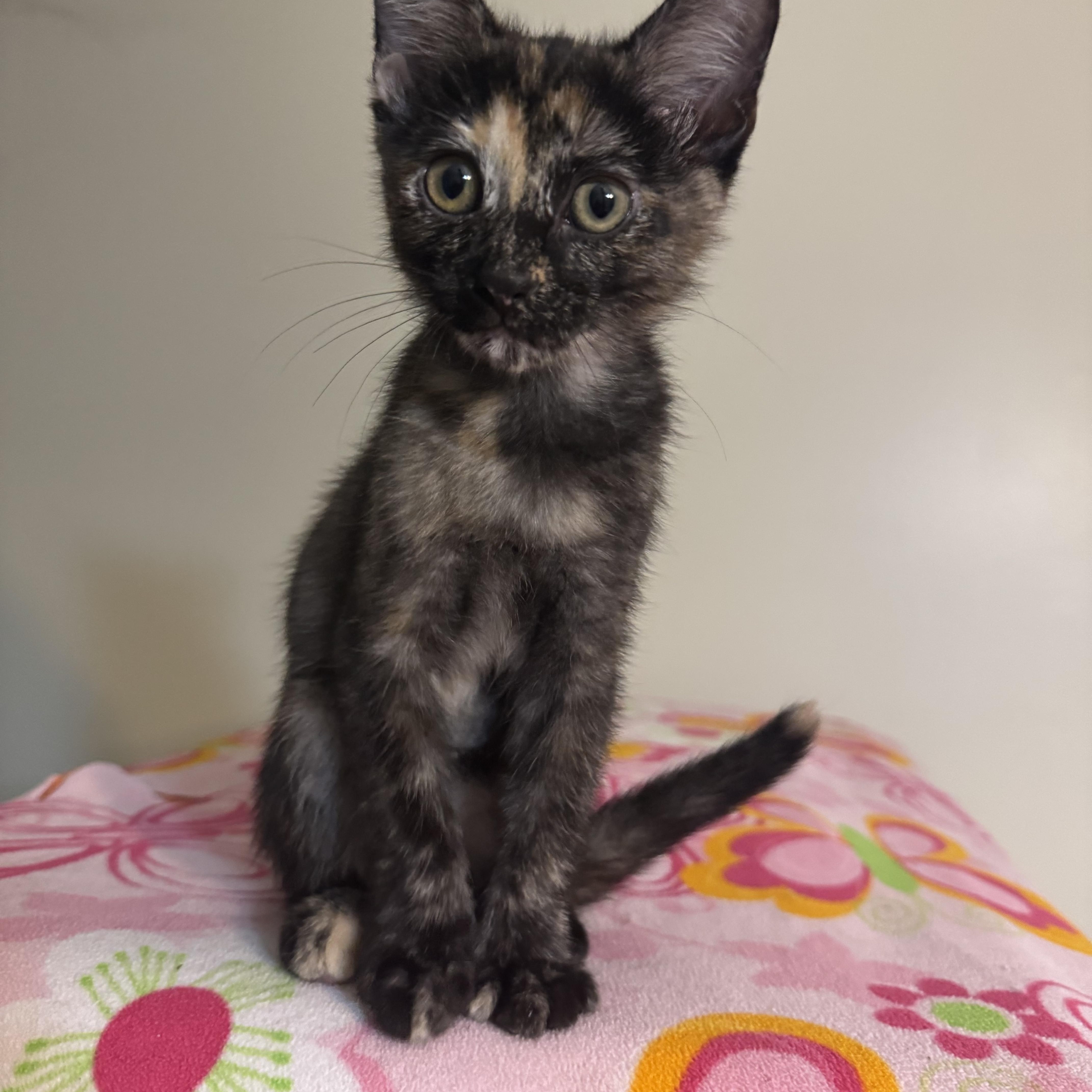 Clementine photo 1