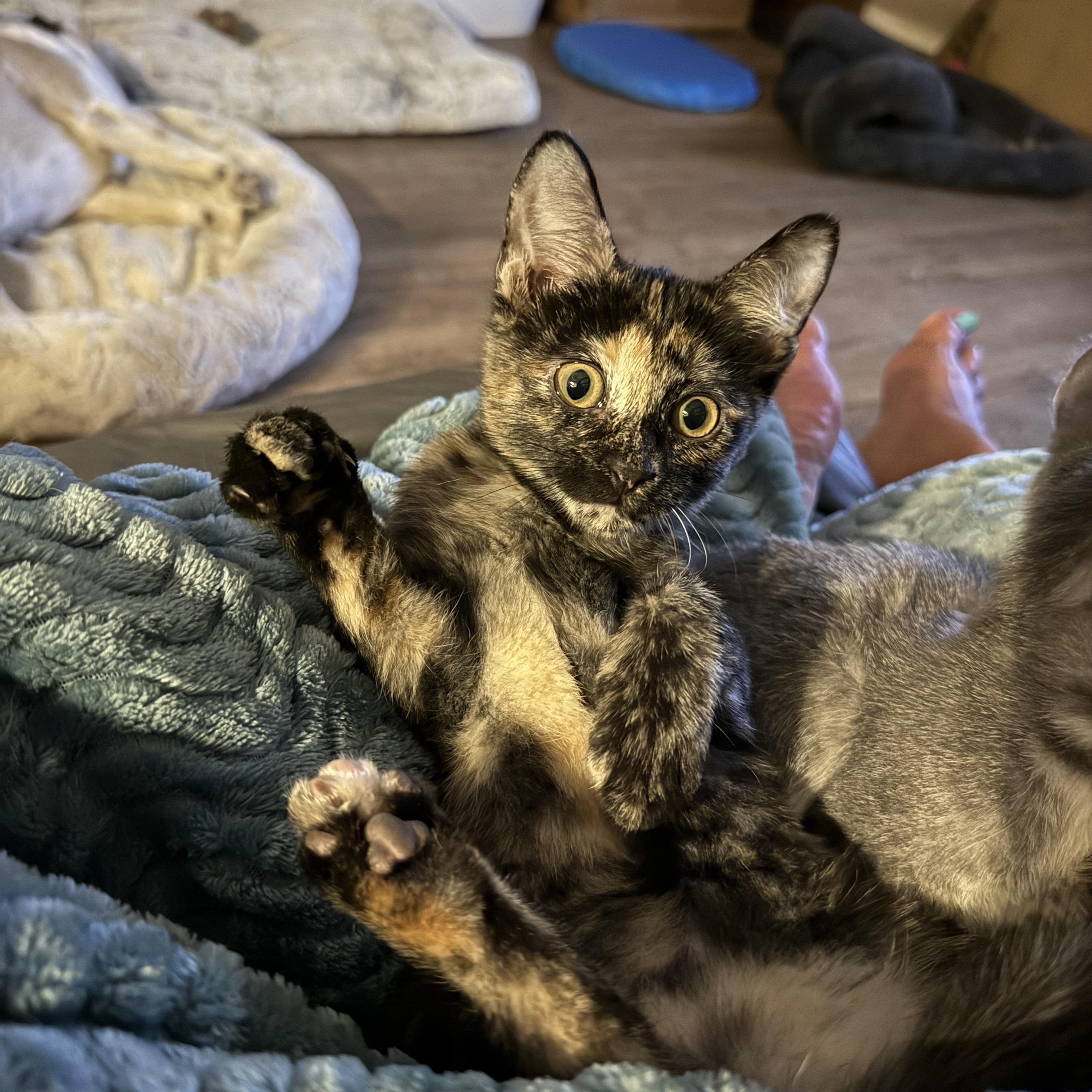 Clementine photo 3