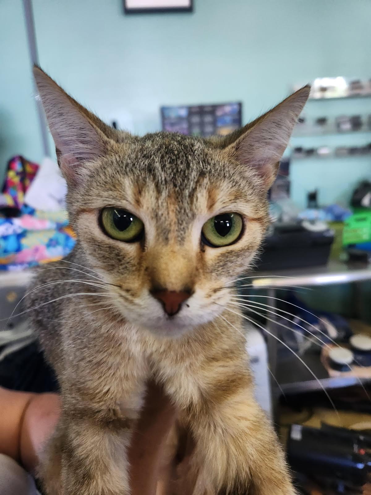 Meowtini, Adopted, Adult Female Domestic Short Hair.