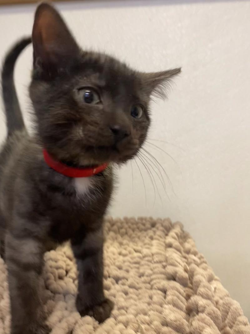 Buffy, Adoptable, Young Male Domestic Short Hair.