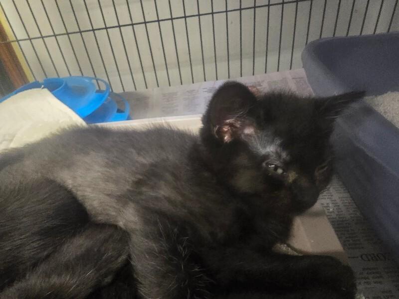 Enlarge Buffy, a Adoptable Domestic Short Hair in Cortland, NY image 2/5