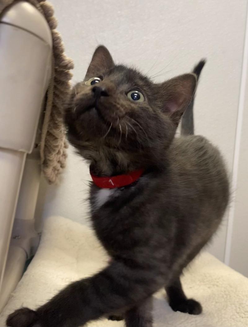 Enlarge Buffy, a Adoptable Domestic Short Hair in Cortland, NY image 3/5