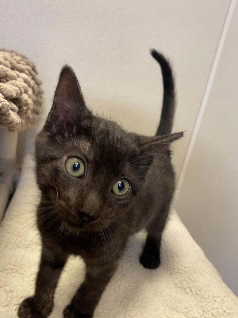 Enlarge Buffy, a Adoptable Domestic Short Hair in Cortland, NY image 4/5