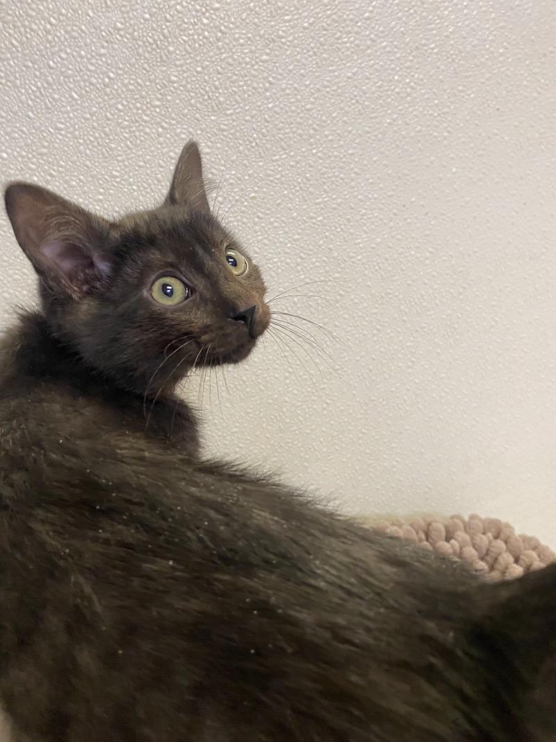 Enlarge Buffy, a Adoptable Domestic Short Hair in Cortland, NY image 5/5