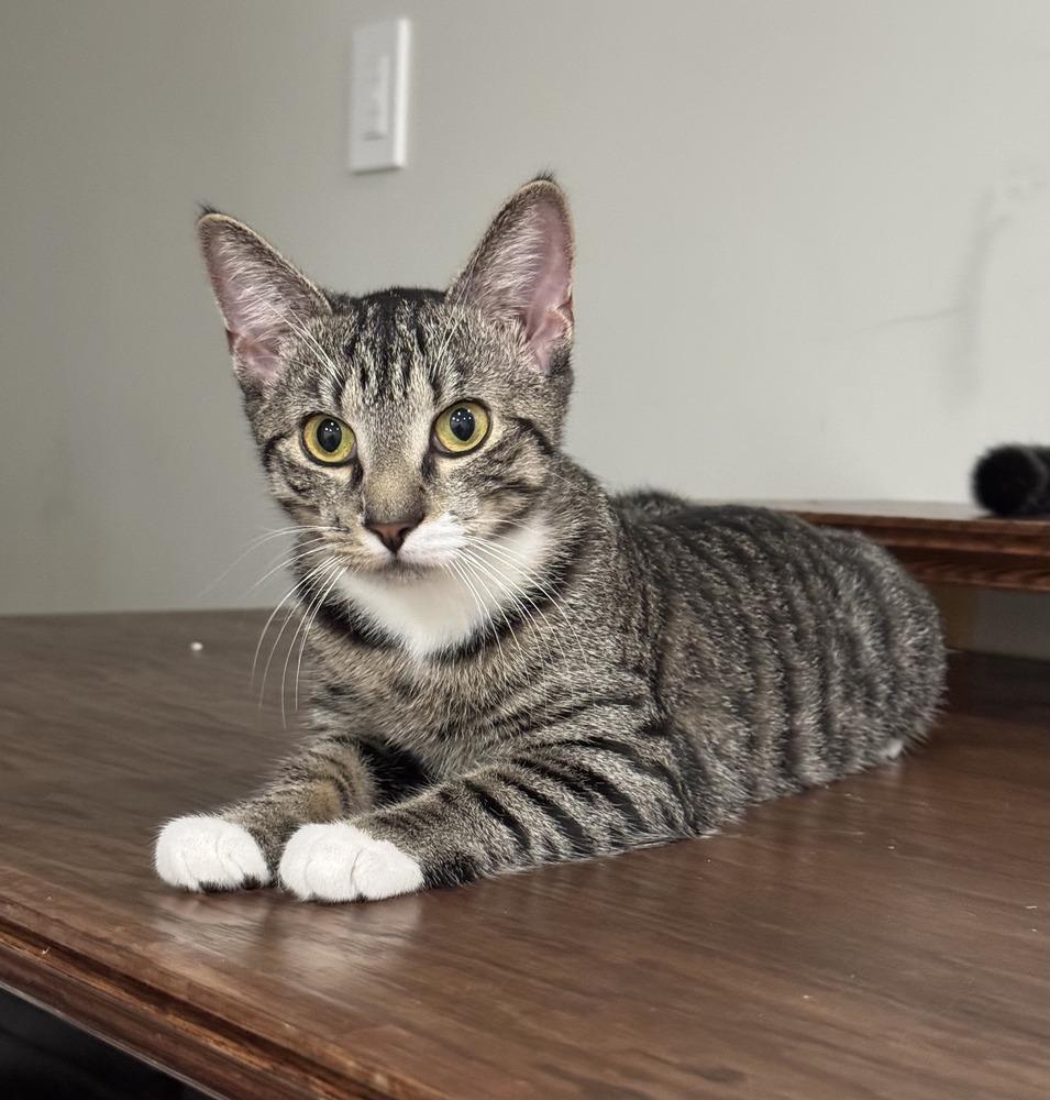 Enlarge Squirt, a Adoptable Domestic Short Hair in Lake Grove, NY image 1/1