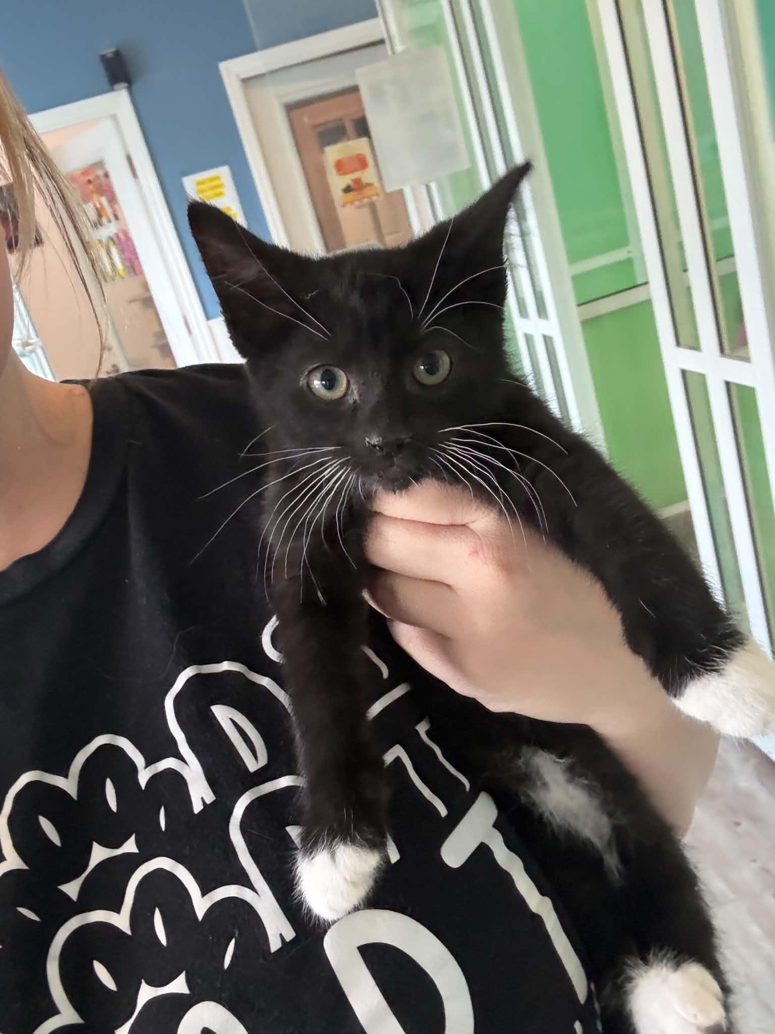 Stu Pickles, ADOPTABLE, Kitten Male American Shorthair.