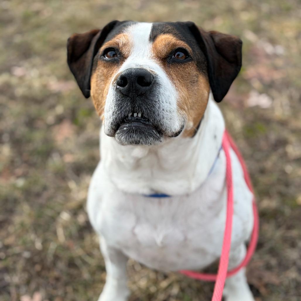 Lucy - In Foster, Adoptable, Adult Female American Staffordshire Terrier & Beagle.