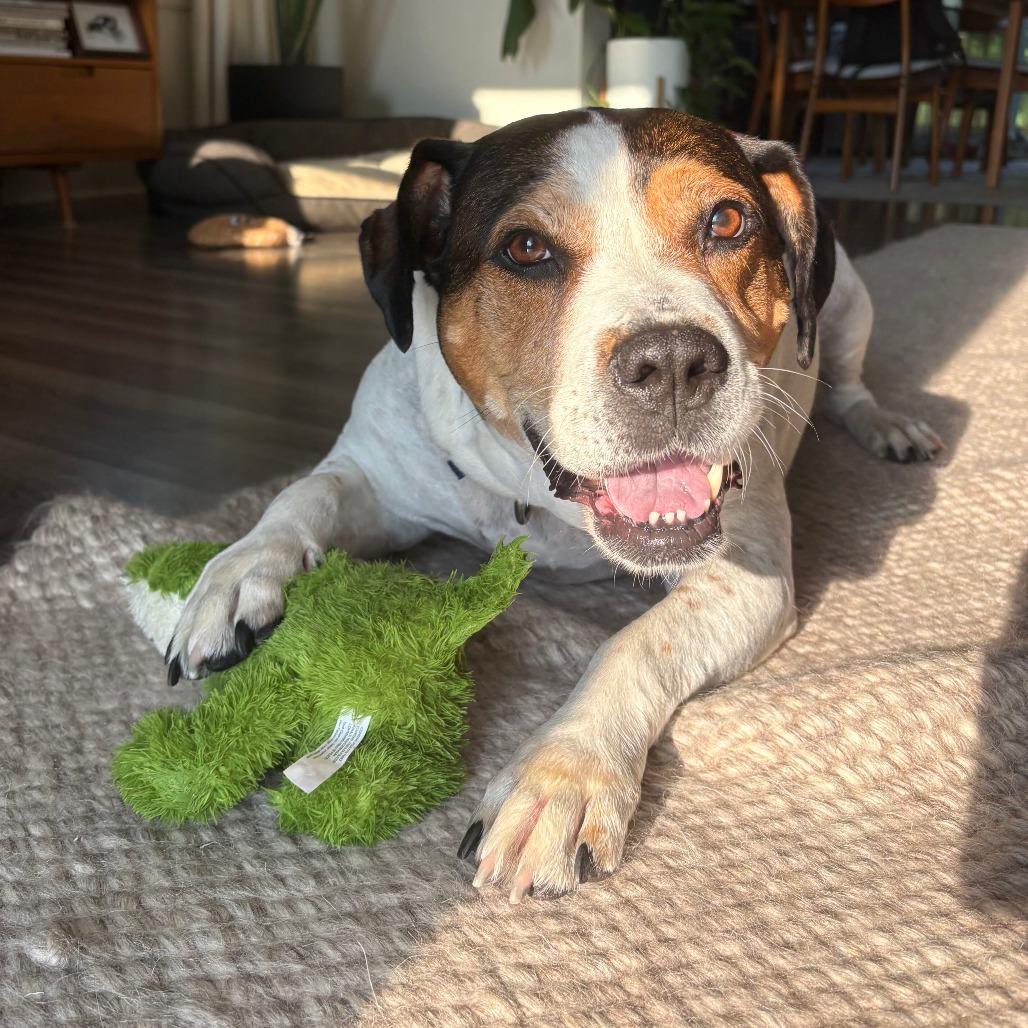 Enlarge Lucy - In Foster, a Adoptable mixed breed in Grand Rapids, MI image 3/6