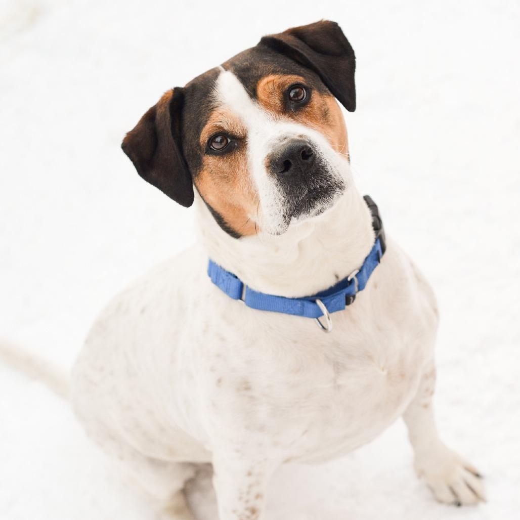 Enlarge Lucy - In Foster, a Adoptable mixed breed in Grand Rapids, MI image 4/6