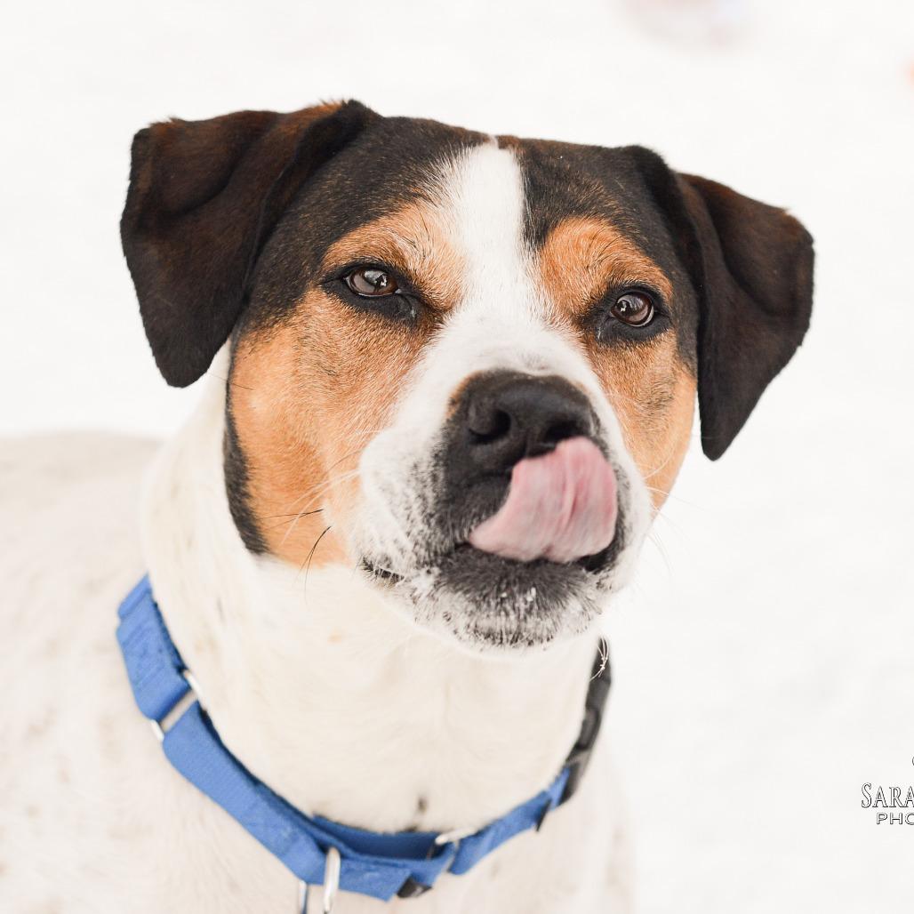 Enlarge Lucy - In Foster, a Adoptable mixed breed in Grand Rapids, MI image 5/6