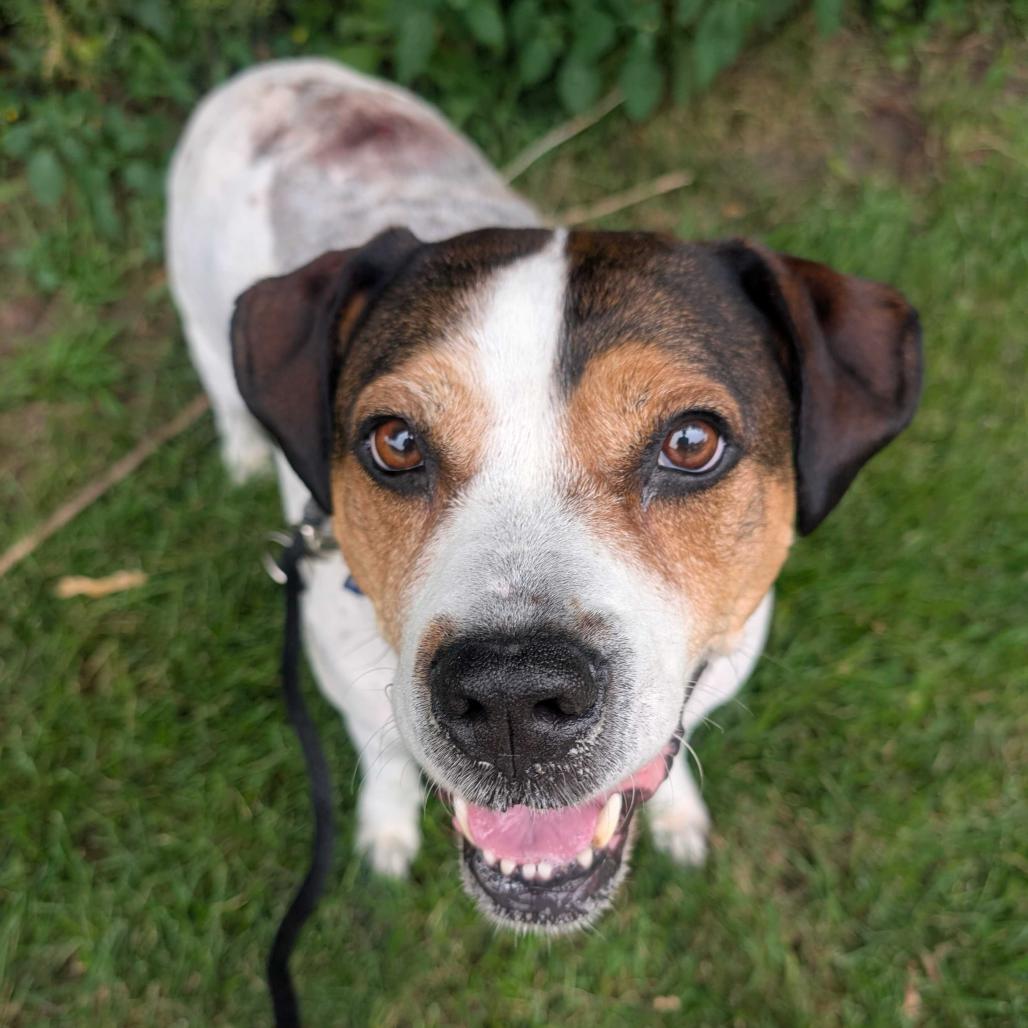 Lucy - In Foster, a Adoptable mixed breed in Grand Rapids, MI image 5/6