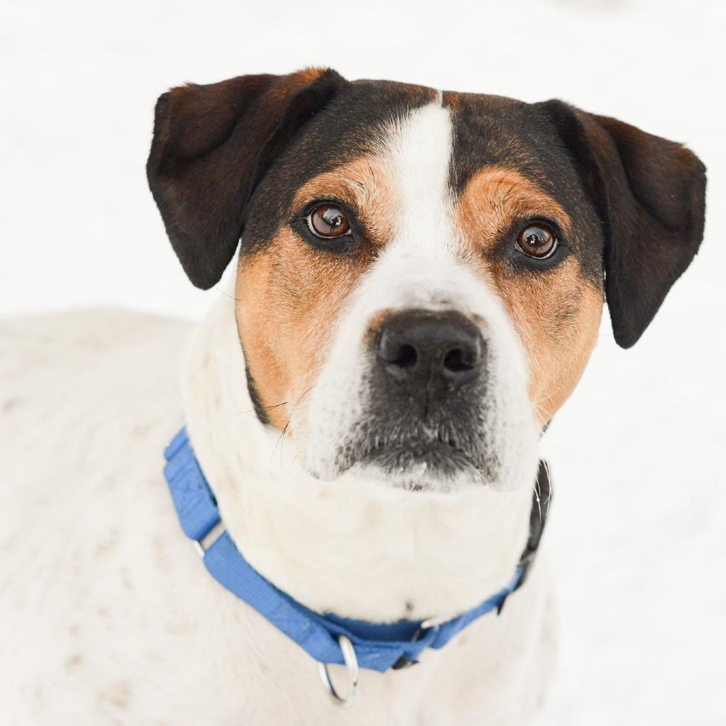 Enlarge Lucy - In Foster, a Adoptable mixed breed in Grand Rapids, MI image 6/6