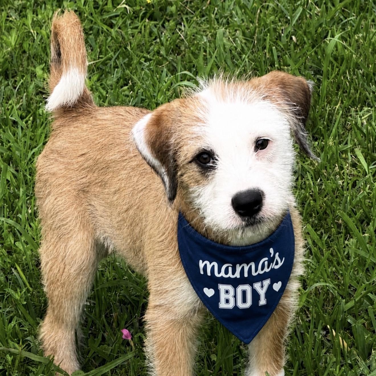 Tucker, an adopted mixed breed in St. Charles, MO image 1/6