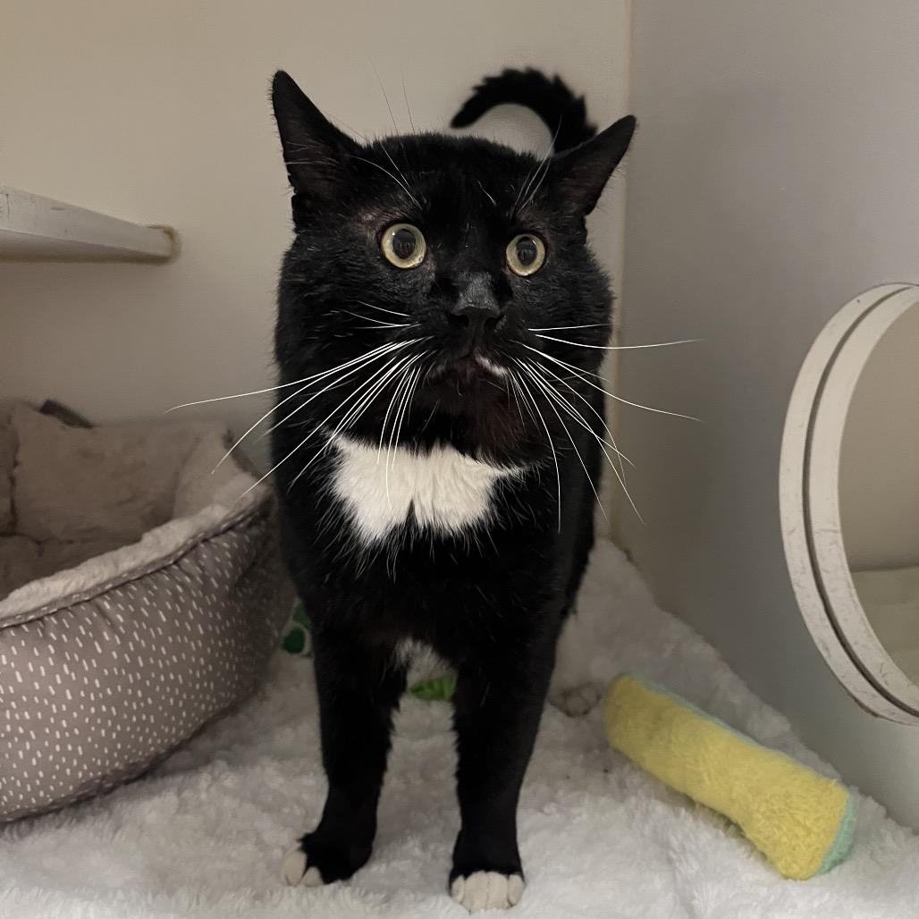 Professor Meow-it All, Adoptable, Adult Male Domestic Short Hair.