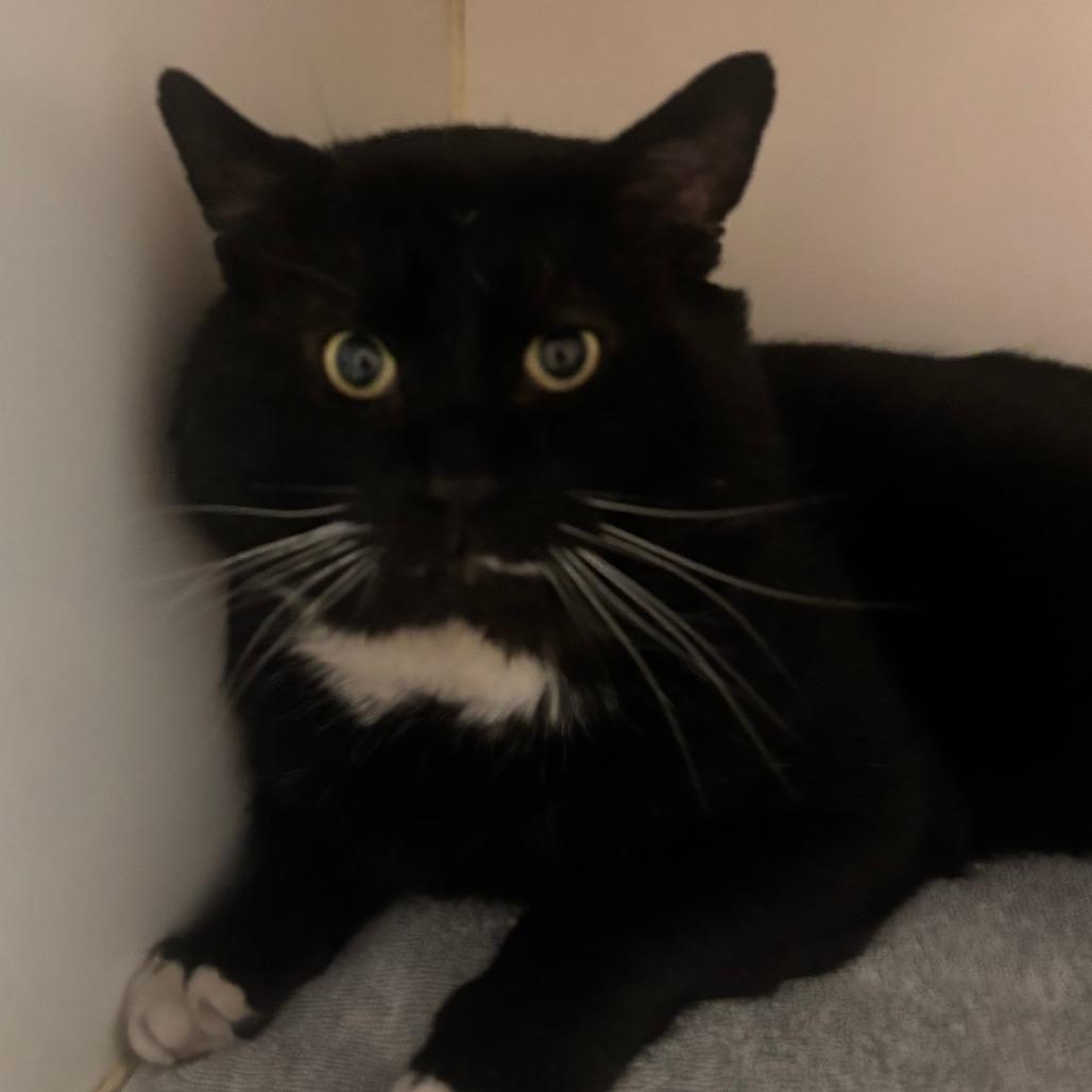 Enlarge Professor Meow-it All, a Adoptable Domestic Short Hair in Hinsdale, IL image 2/2