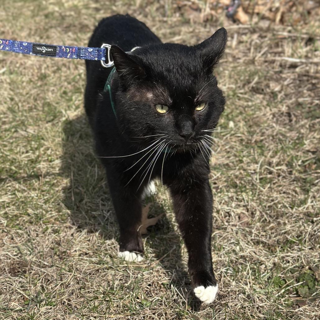 Professor Meow-it All, a Adoptable Domestic Short Hair in Hinsdale, IL image 2/6