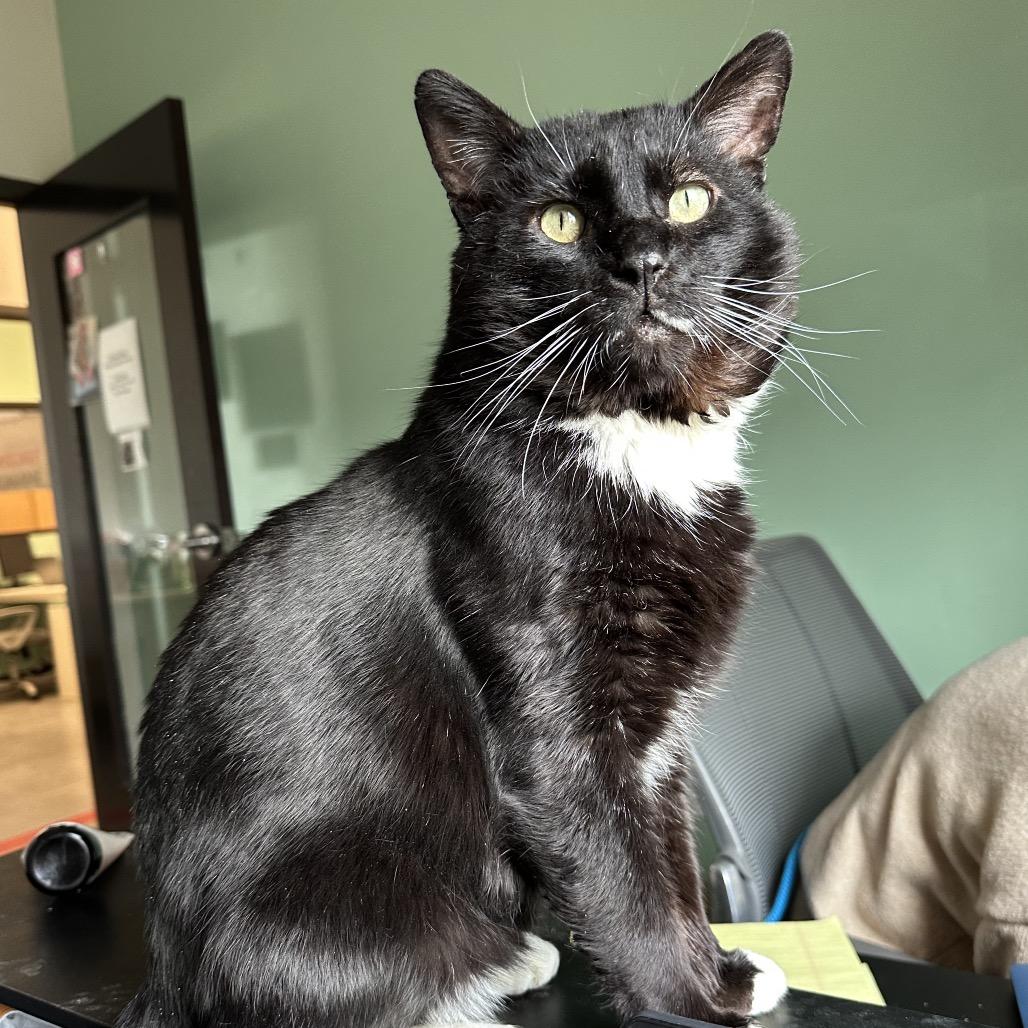 Professor Meow-it All, a Adoptable Domestic Short Hair in Hinsdale, IL image 3/6