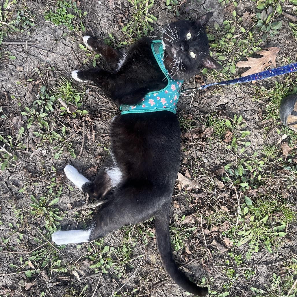 Professor Meow-it All, a Adoptable Domestic Short Hair in Hinsdale, IL image 4/6