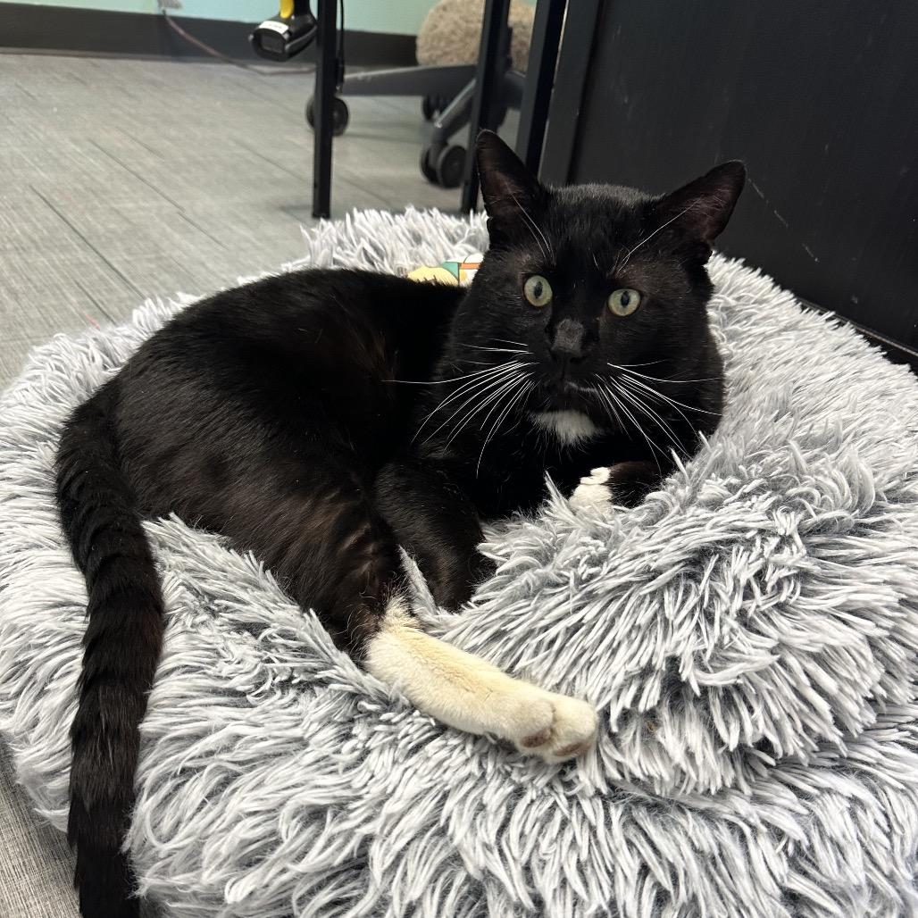 Professor Meow-it All, a Adoptable Domestic Short Hair in Hinsdale, IL image 5/6