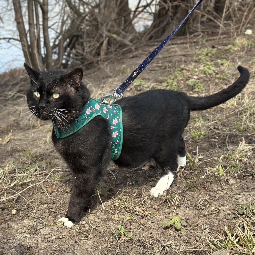 Professor Meow-it All, a Adoptable Domestic Short Hair in Hinsdale, IL image 6/6