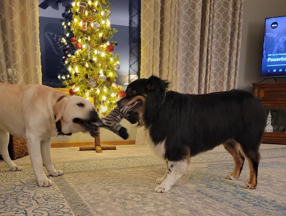 1011 Athena, a Adoptable Australian Shepherd in Huxley, IA image 2/6