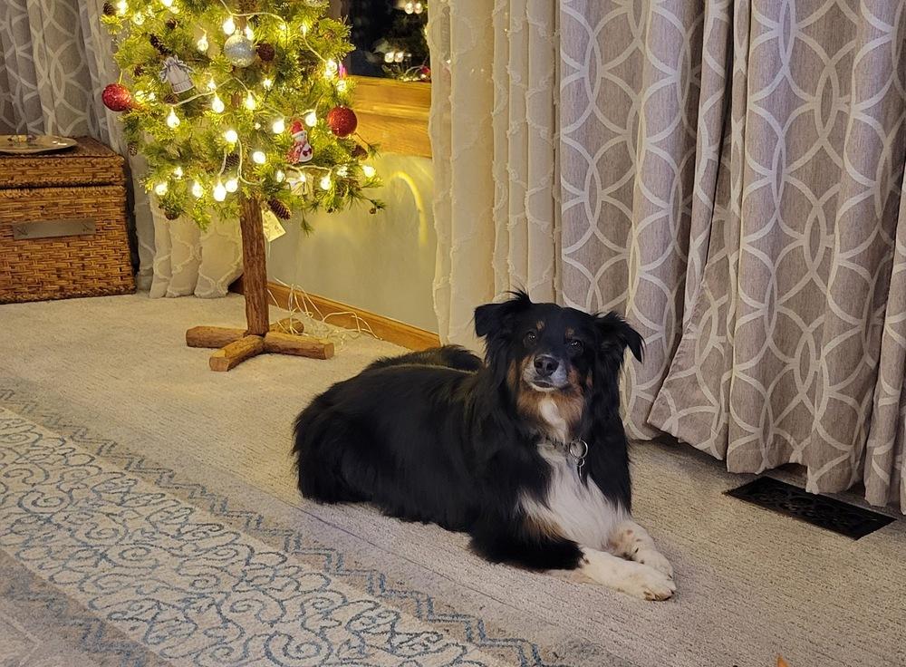 1011 Athena, a Adoptable Australian Shepherd in Huxley, IA image 3/6