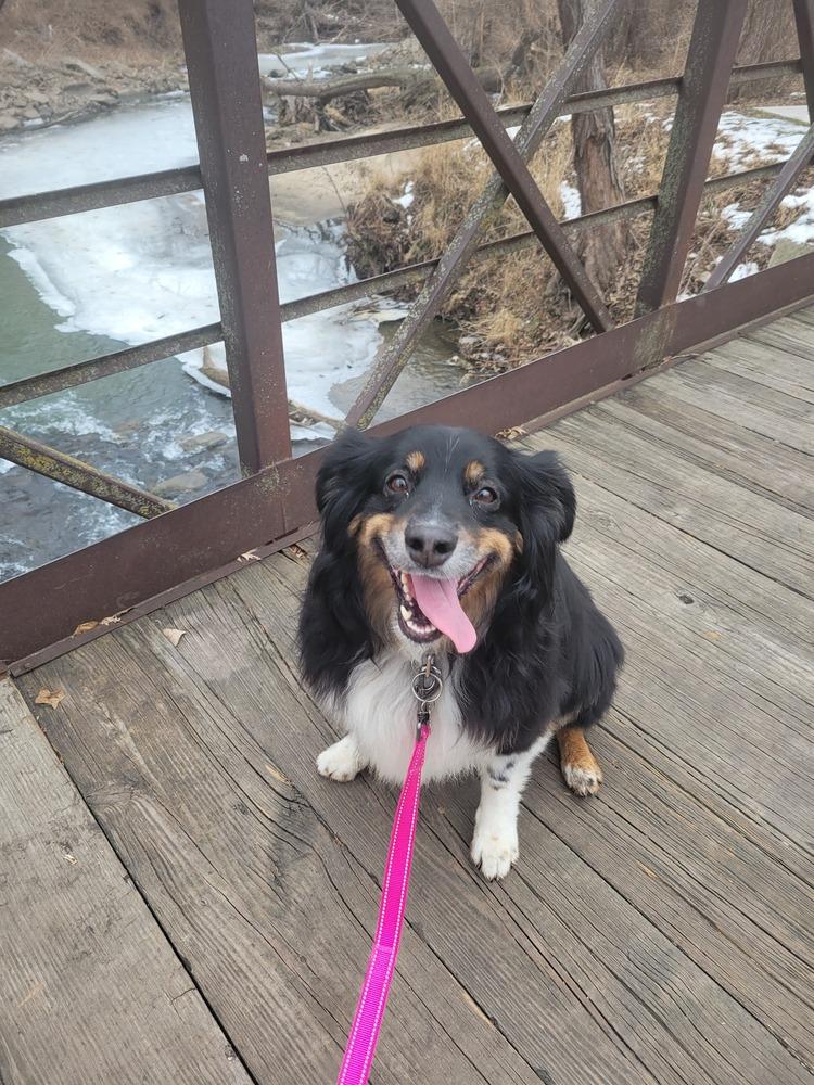 1011 Athena, a Adoptable Australian Shepherd in Huxley, IA image 4/6