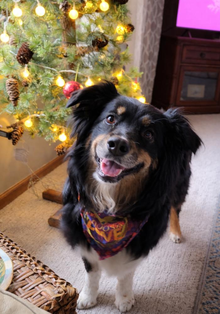 1011 Athena, Adoptable, Adult Female Australian Shepherd.