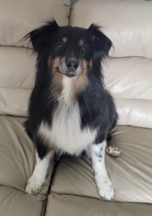 1011 Athena, a Adoptable Australian Shepherd in Huxley, IA image 5/6