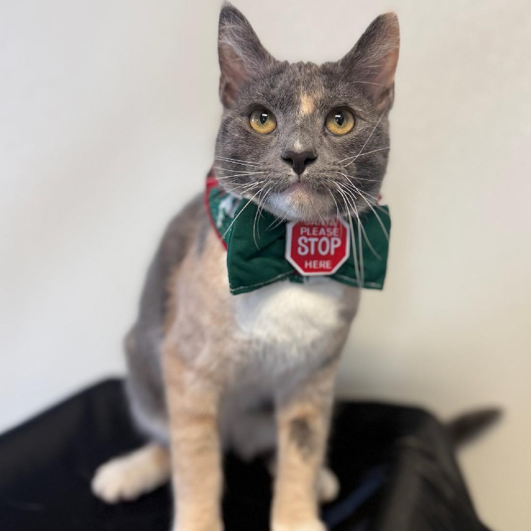 Enlarge Violet, an adopted Domestic Short Hair in Greensburg, PA image 3/6