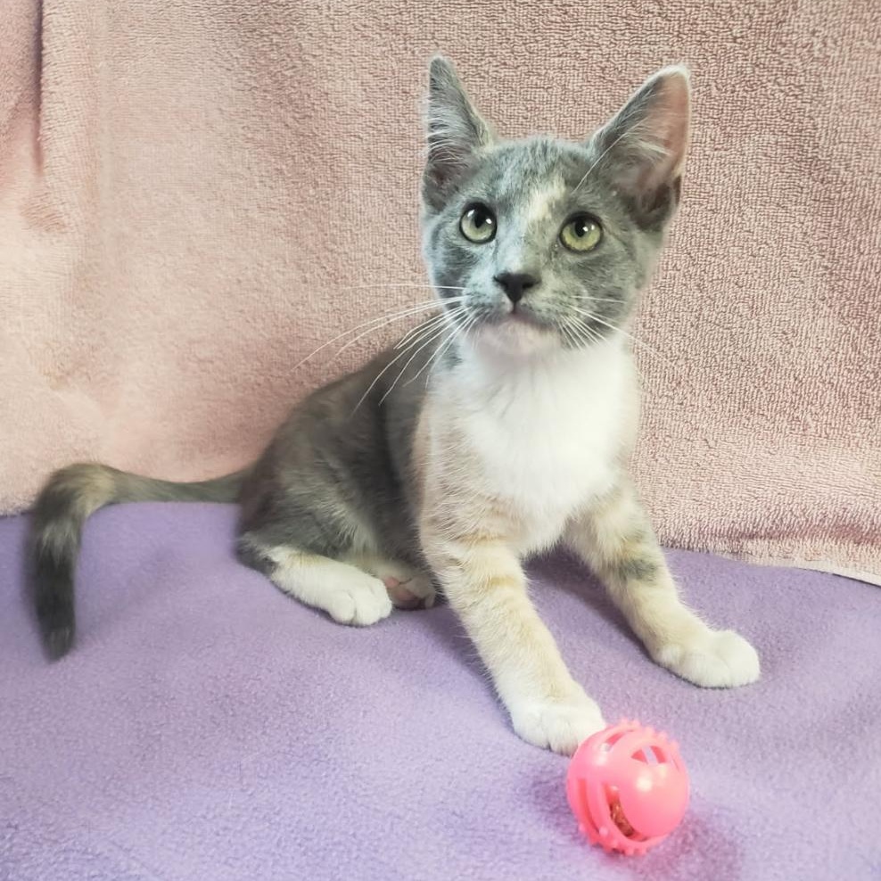 Violet, adoptable, Young Female Domestic Short Hair.