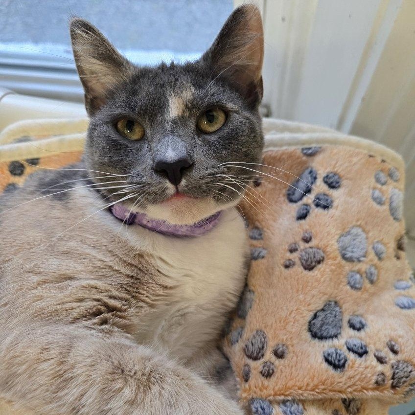 Enlarge Violet, an adopted Domestic Short Hair in Greensburg, PA image 1/6