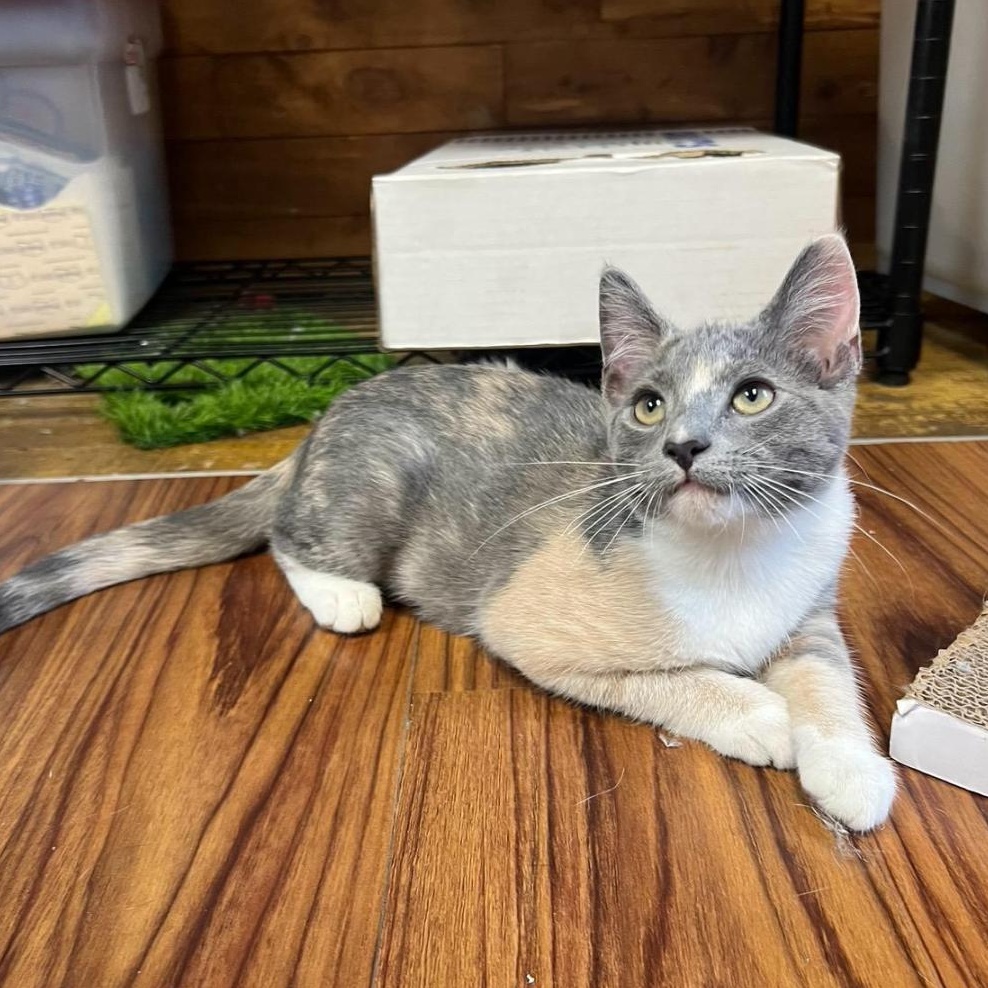 Enlarge Violet, an adoptable Domestic Short Hair in Greensburg, PA image 2/3