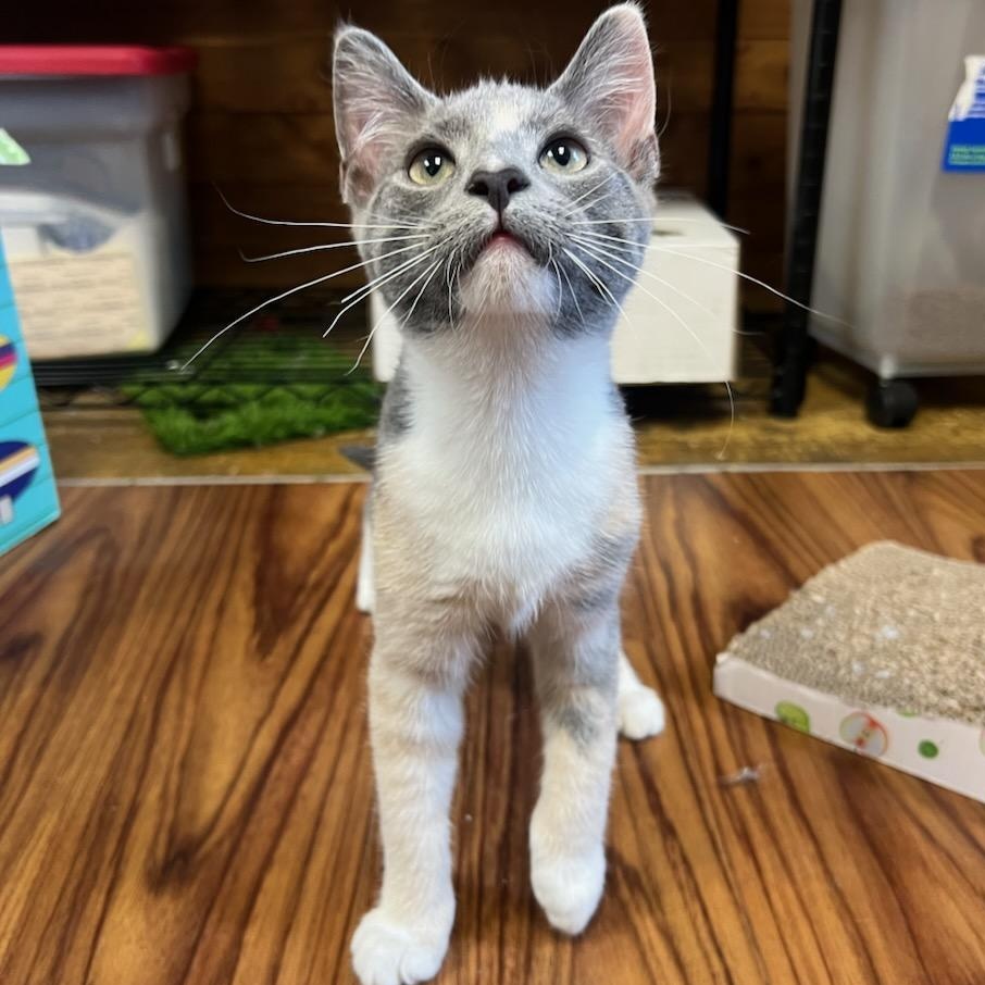 Enlarge Violet, an adoptable Domestic Short Hair in Greensburg, PA image 3/3