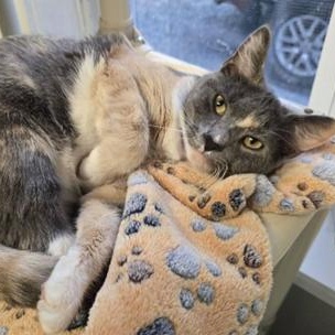 Enlarge Violet, an adopted Domestic Short Hair in Greensburg, PA image 2/6